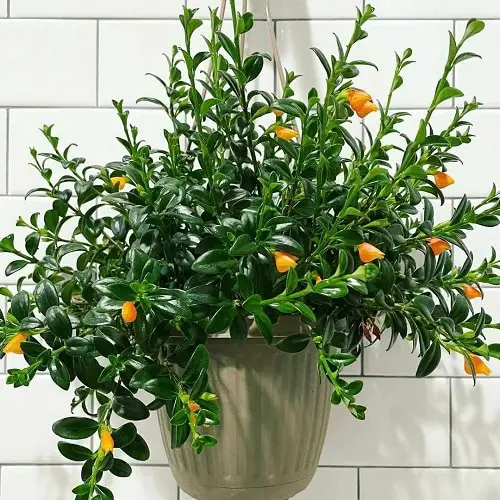 top stunning houseplants with flowers
