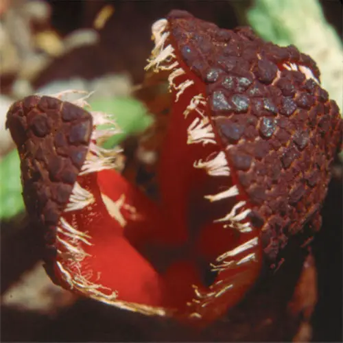 Scary Flowers That Are Cringeworthy