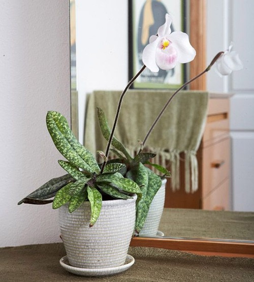 Most Beautiful Orchids