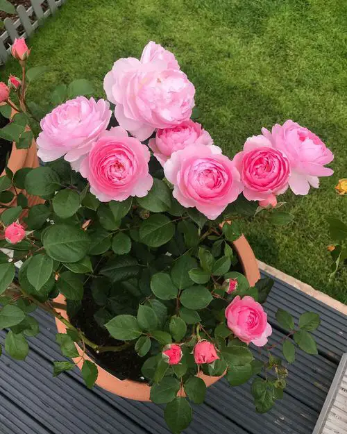 Homemade Rose Fertilizer Recipes 2