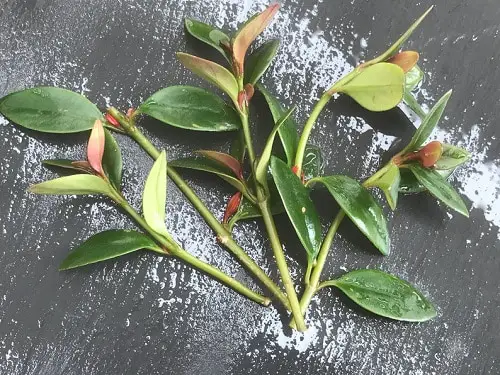 Goldfish Plant Propagation