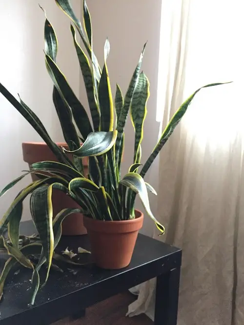 Snake Plant Leaves Falling Over 