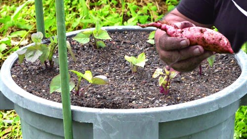 How to Plant Sweet Potatoes in Pots