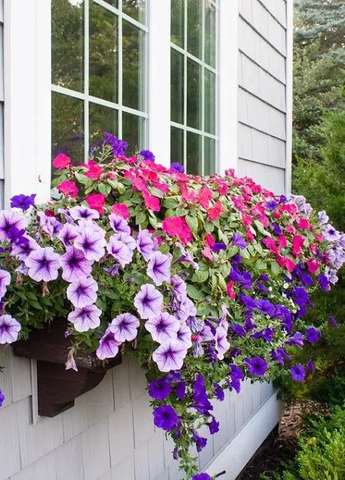 Fill Window Boxes with Petunias