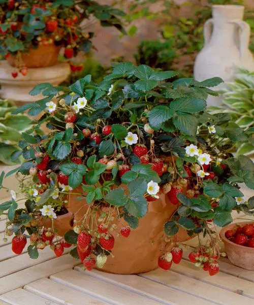 top Best Oregano Companion Plants