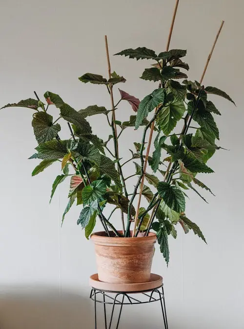 Cool Indoor Vines and Climbers People Usually Don't Grow