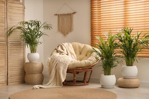 Houseplants to Keep Your House Cool During Summer