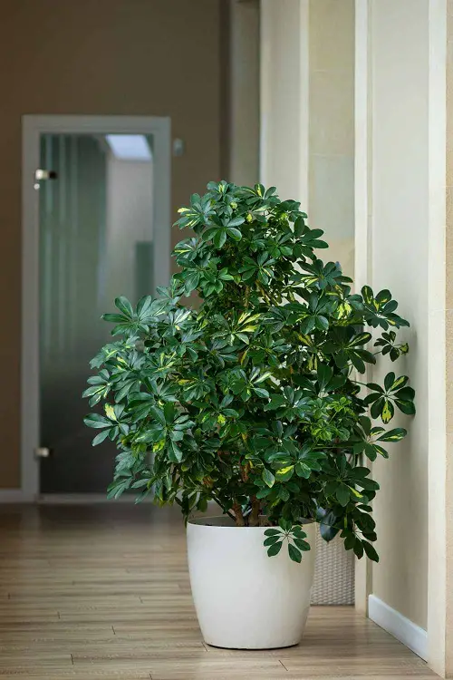 The Greatest Indoor Shrubs Bushier Houseplants 