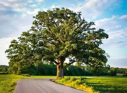 Types of Oak Trees
