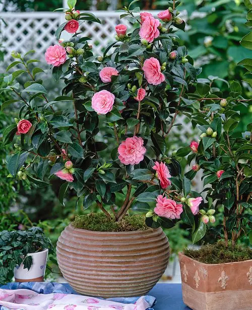 Flowers that Look Like Roses