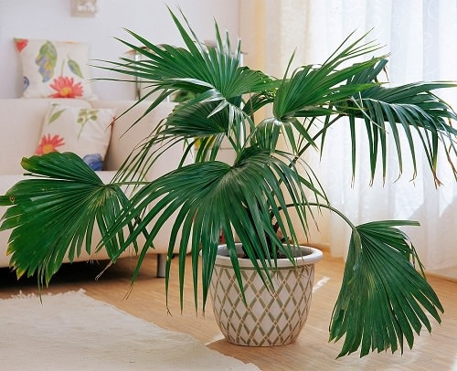 Chinese Indoor Plants 3