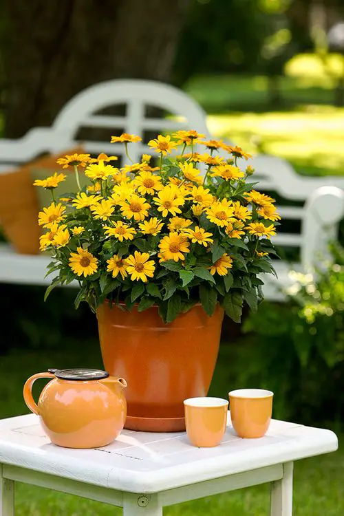 Flowers That Look Like Sunflower