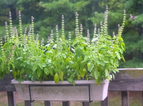 Fast Growing Herbs You Can Grow From Seeds in balcony