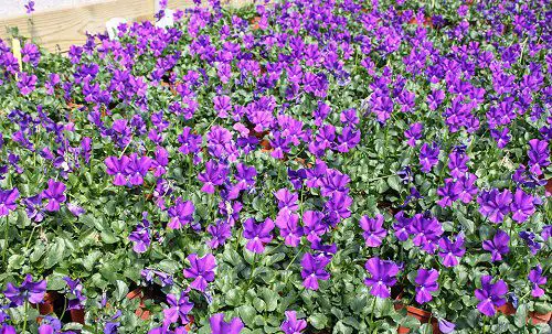 Groundcovers With Purple Flowers
