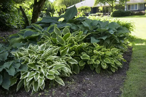 Shade Loving Ground Covers