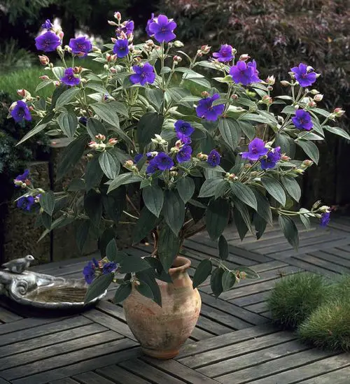 Top Flowers for Direct Sunlight in pot