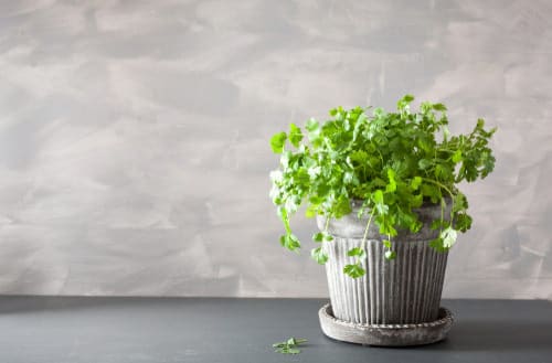 Best Windowsill Herbs 5