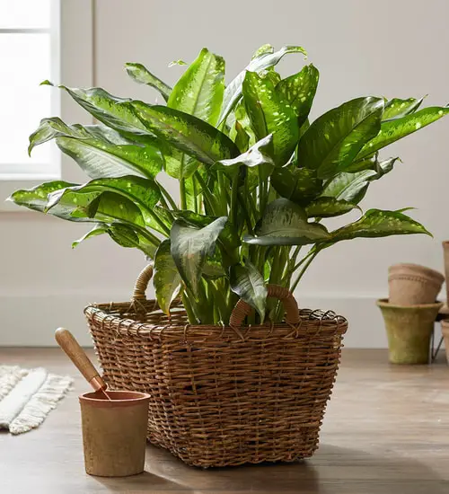Houseplants to Keep Your House Cool During Summer 6