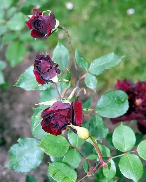 Types of Black Roses 