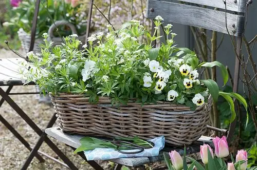 Herbs That Grow From Division 6