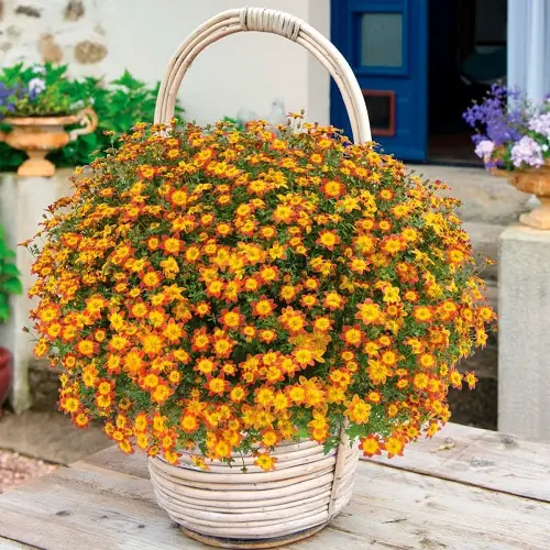Beautiful Flowers That Remind Me of Sunflowers 11