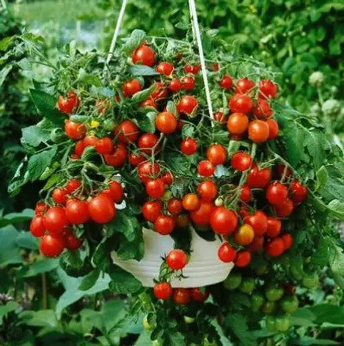 Best Tomato Varieties for Hanging Baskets 9