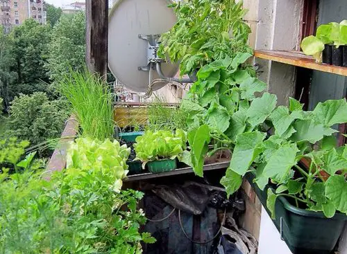 Edible Balcony Gardens 6