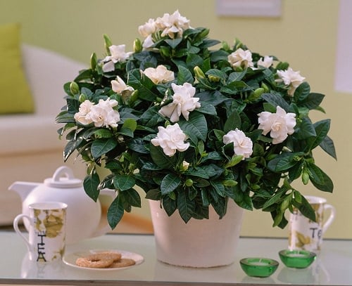 Flowers that Look Like Roses 6