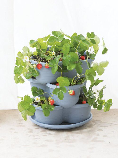 Ways to Grow Strawberries 4