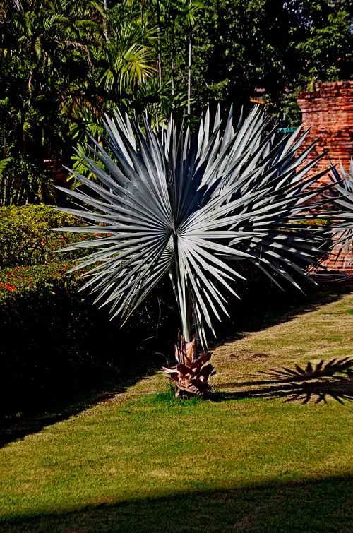 Most Cold Tolerant Palm Trees 12