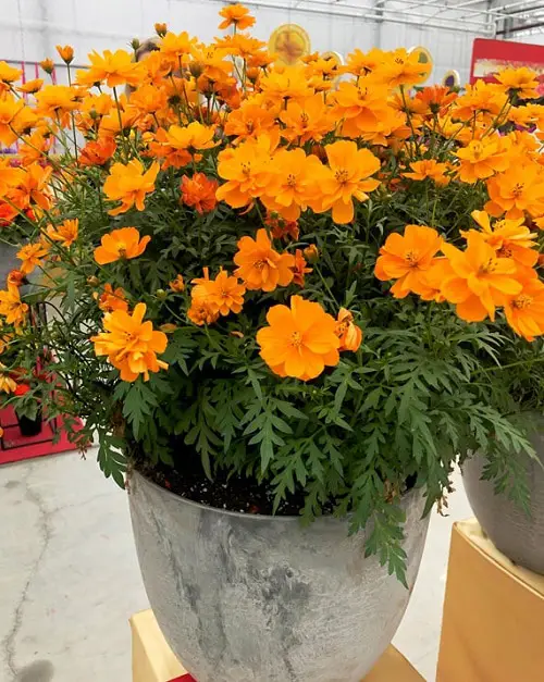 Flowers That Remind Me of Sunflowers 13