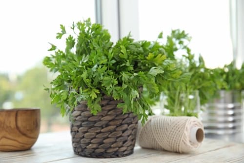 Herbs that Grow from Division 88