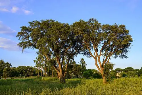 Types of Oak Trees 4