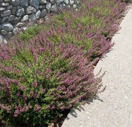 Groundcovers With Purple Flowers 9