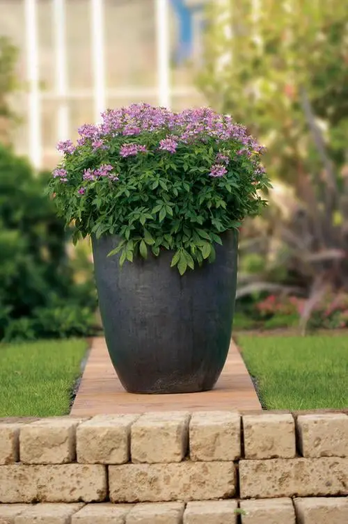 Perfect Flowers for a Full Sun