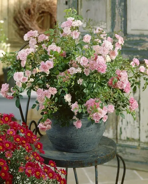 Perfect Flowers for a Full Sun in pot