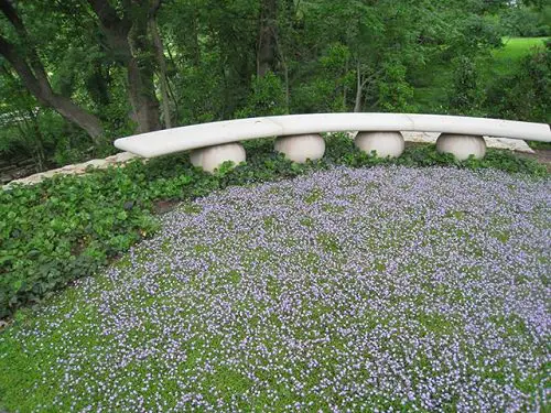 Groundcovers With Purple Flowers 10