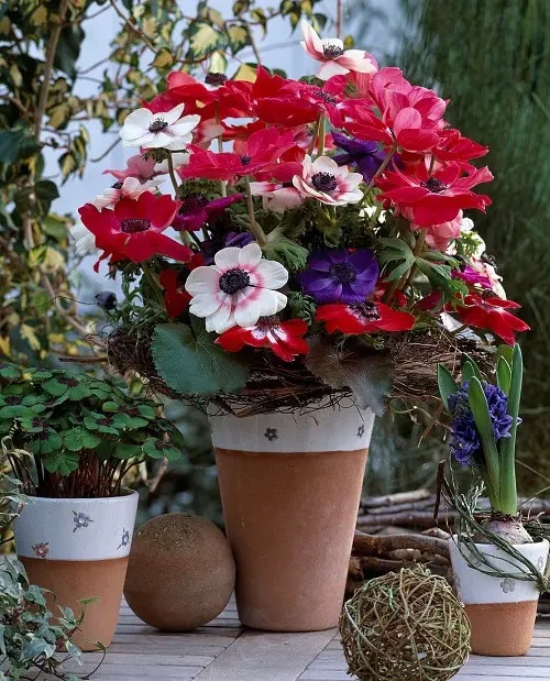 Flowers that Look Like Roses 7