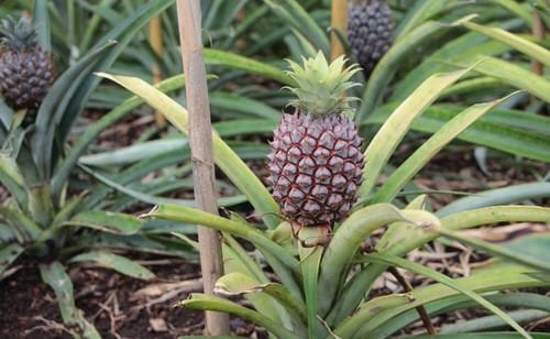 Fruit Plants That Bear Fruit Fast 8