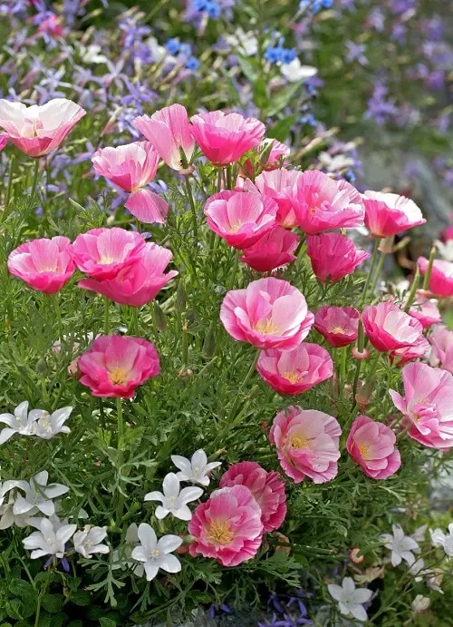 Flowers that Look Like Roses 8