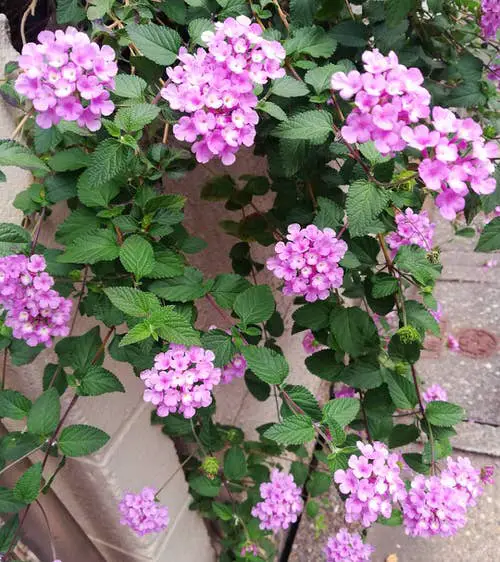 Types of Lantanas 8
