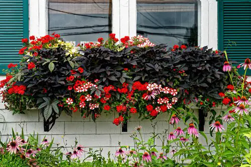 Prettiest Window Boxes 8