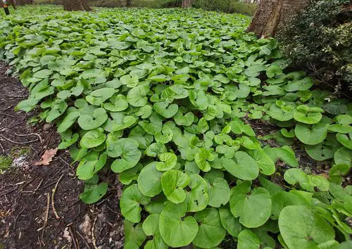 Plants You Can Grow That Resist Deer