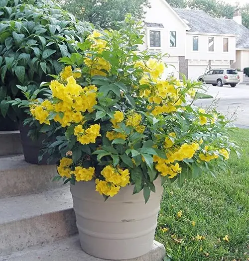 Perfect Flowers for a Full Sunlight
