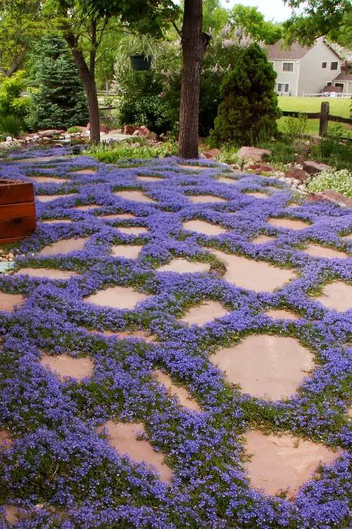 Groundcovers With Purple Flowers 11