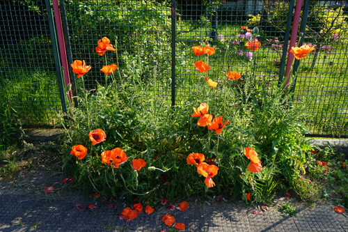 Oriental Poppy flowers in garden yard