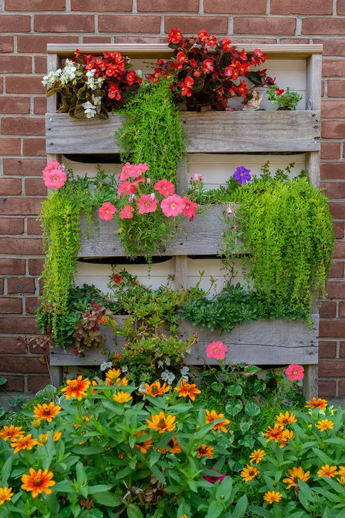 Flowering Plants in Vertical Garden Pictures 55