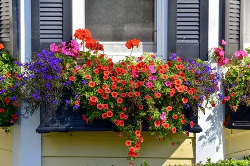 Prettiest Window Boxes 9