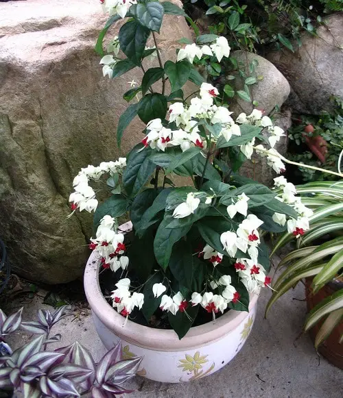 Perfect Flowers for a Full Sun