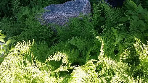 Shade Loving Ground Covers 9